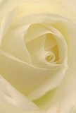 Enveloped in a serene glow reminiscent of early mornings by the Amersham Common, this detailed view of a cream-white rose draws the eye inward. Each petal unfurls softly, inviting the imagination to explore its silk-like texture, light as a whisper and touched with the faintest trace of yellow cream. The bloom's center spirals gently, a mesmerizing feature alive with dappled light, as if each fold holds a secret meant for quiet reflection or new beginnings. The atmosphere radiates calm, the flower's delicate elegance perfect for conveying sympathy, admiration, or heartfelt thanks across Amersham's welcoming neighborhoods. Subtle shadows deepen the flower's contours, lending visual depth and quiet drama, while the nearly translucent petals evoke fragility and hope. A suggestion of the rose's sweet scent lingers in the mind, reminiscent of the first blooms in local gardens after rain. Created with care and artistry by the team at Flowers Amersham, this image celebrates the power of a single rose to unite emotion, beauty, and community, whether it's sent to mark a milestone, offer comfort, or simply brighten a home along the picturesque lanes of Amersham.